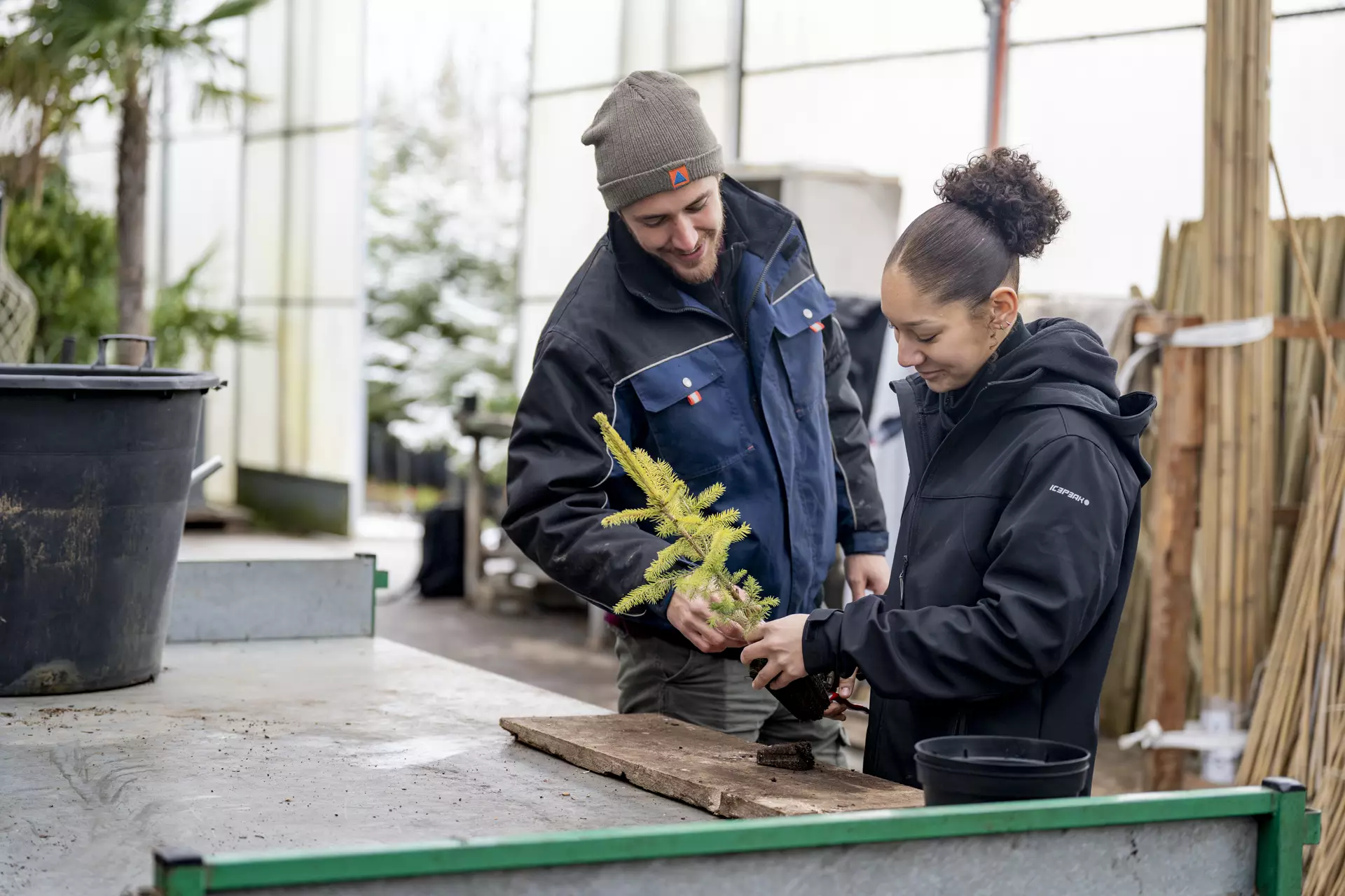 Apprentie paysagiste avec son formateur en train de repoter un arbre